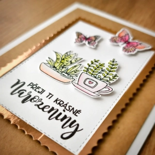 PŘÁNÍ K NAROZENINÁM - sukulenty